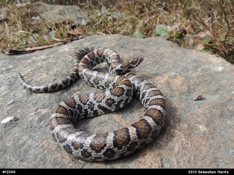 Eastern Milksnake