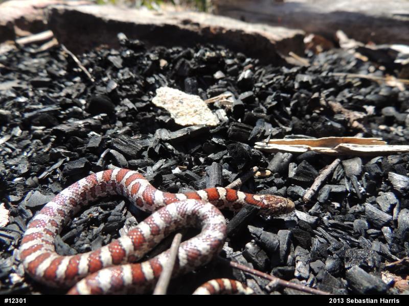 Eastern Milksnake