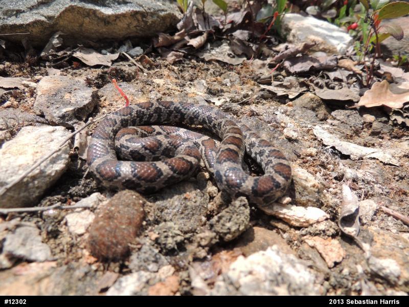 Eastern Milksnake