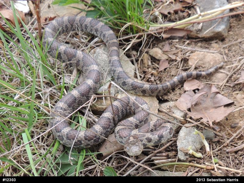 Eastern Milksnake