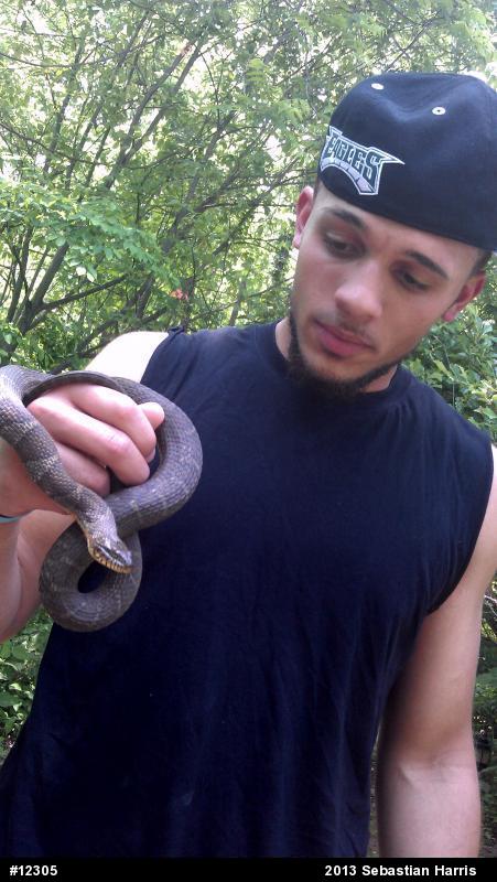 Northern Watersnake