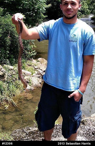 Northern Watersnake