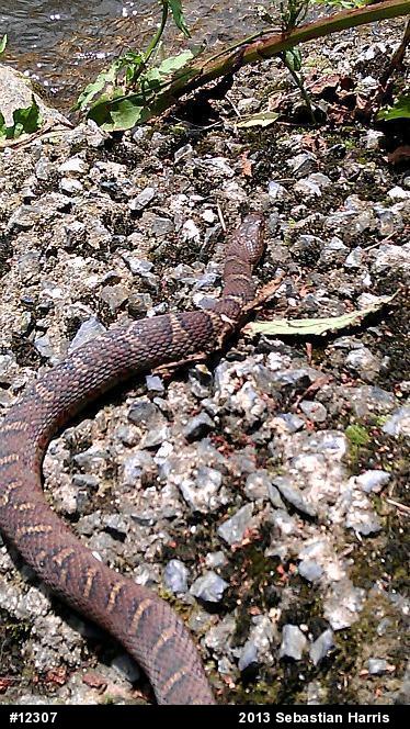 Northern Watersnake