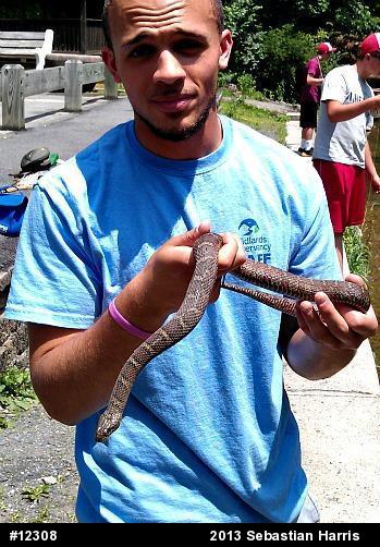Northern Watersnake