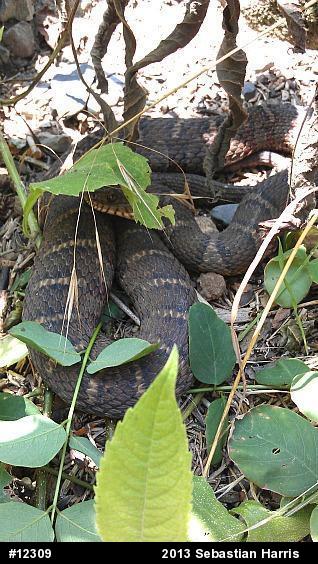 Northern Watersnake