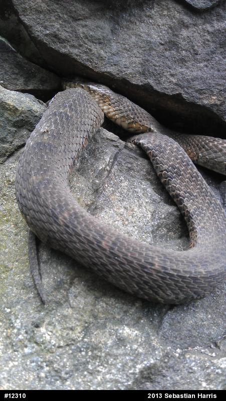 Northern Watersnake