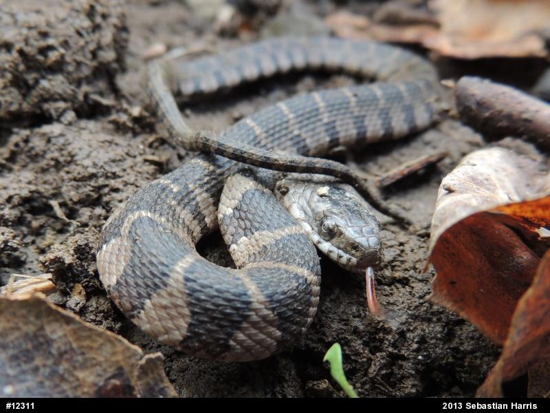 Northern Watersnake