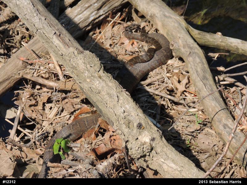 Northern Watersnake
