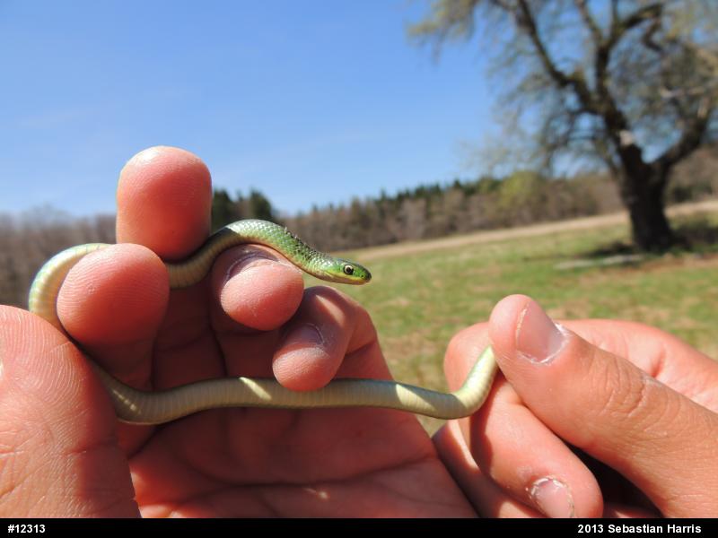 Smooth Greensnake