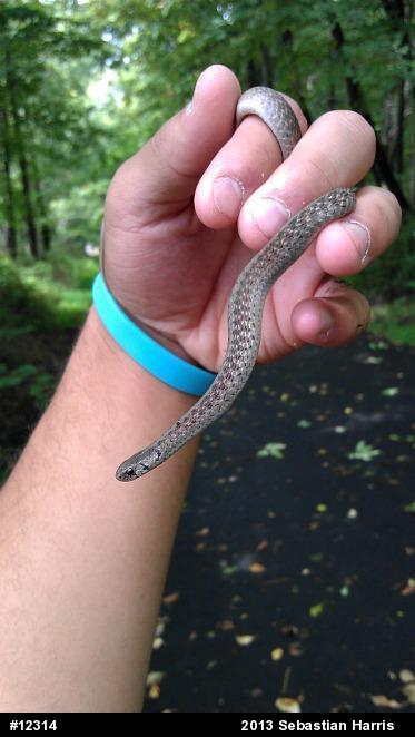 Dekay's Brownsnake