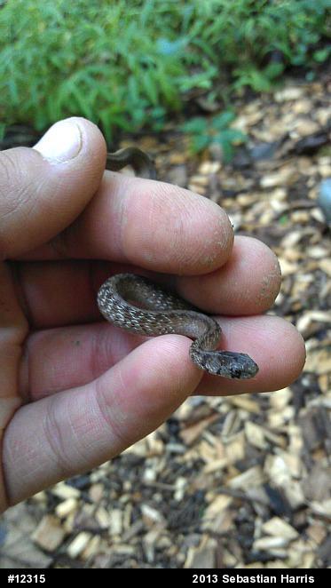 Dekay's Brownsnake