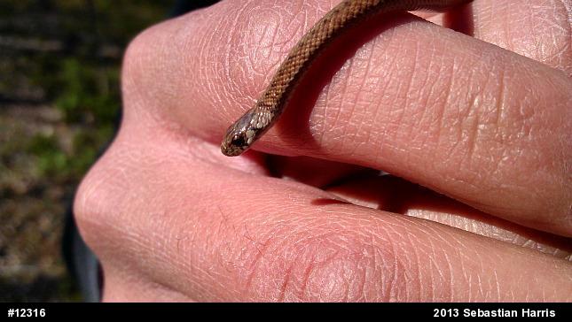 Dekay's Brownsnake