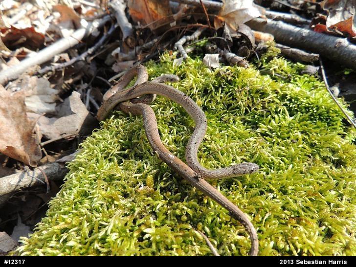 Dekay's Brownsnake