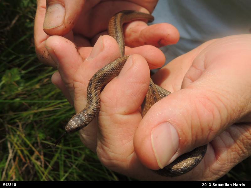 Dekay's Brownsnake