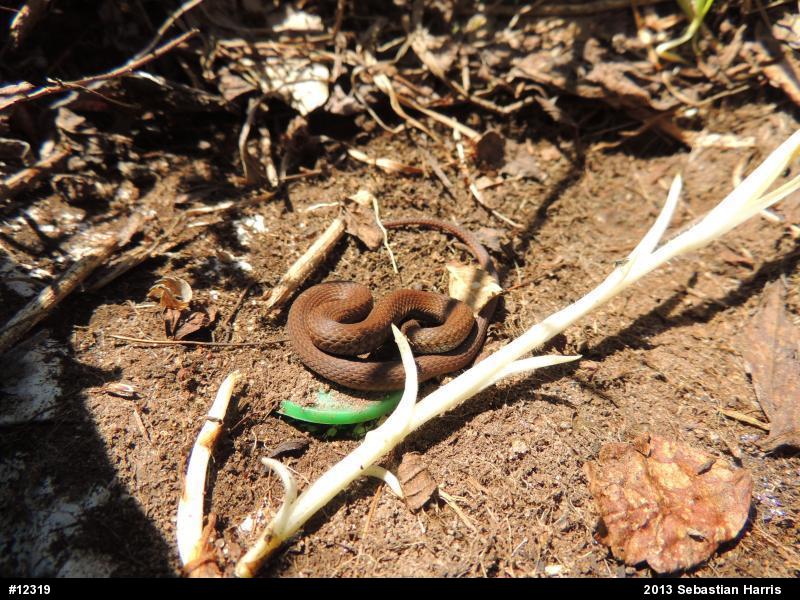 Red-bellied Snake