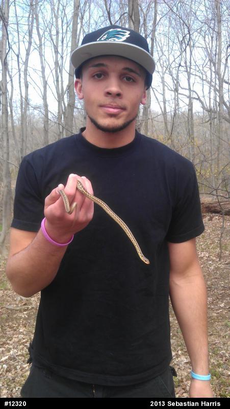 Eastern Gartersnake