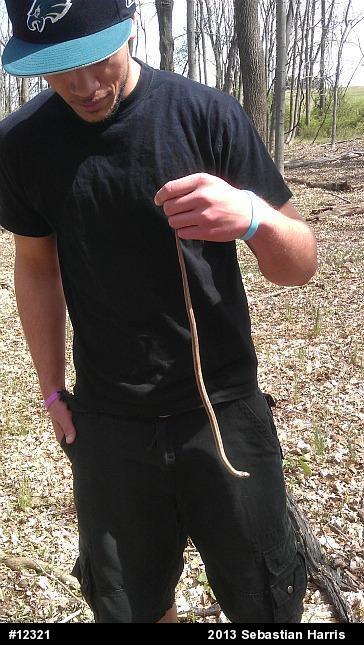 Eastern Gartersnake