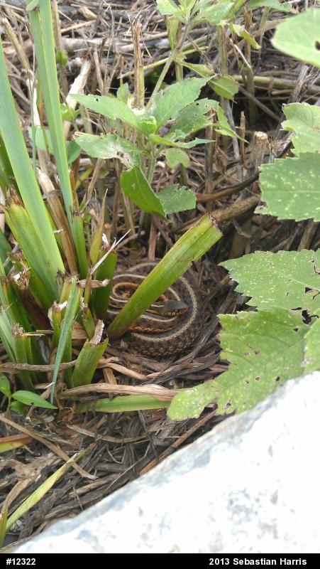 Eastern Gartersnake