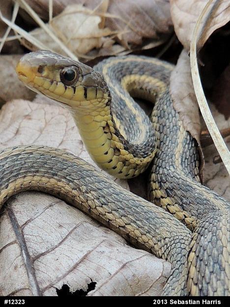 Eastern Gartersnake