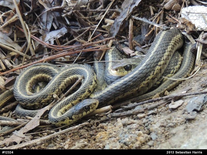 Eastern Gartersnake