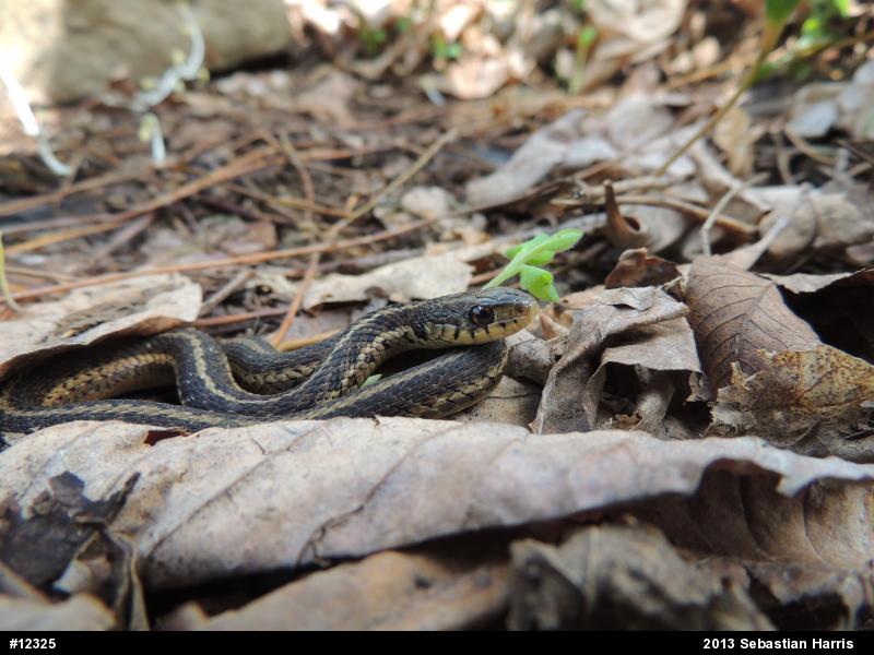Eastern Gartersnake