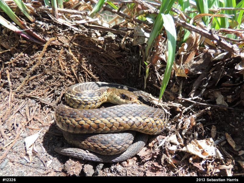 Eastern Gartersnake