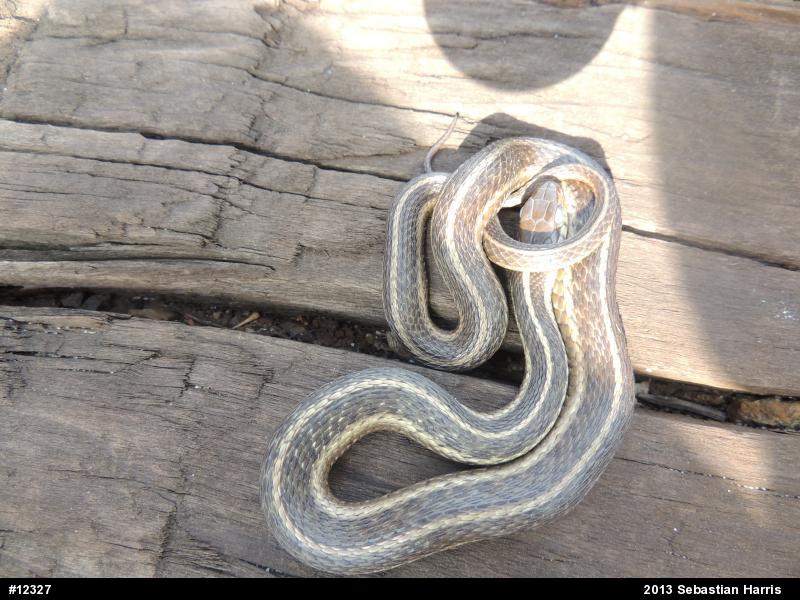 Eastern Gartersnake