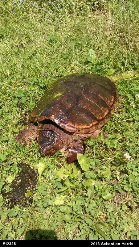Snapping Turtle