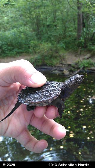 Snapping Turtle