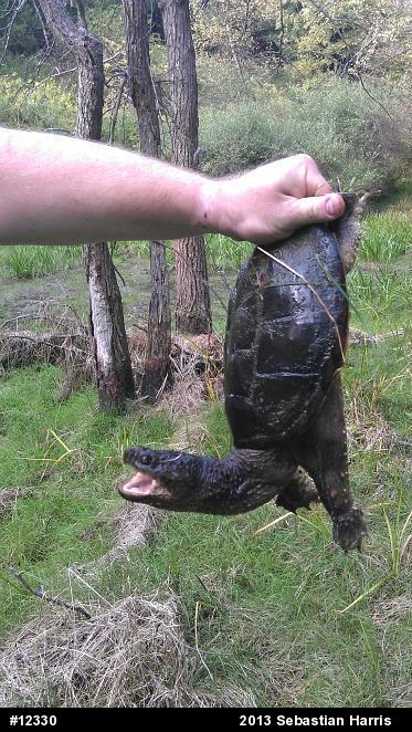 Snapping Turtle