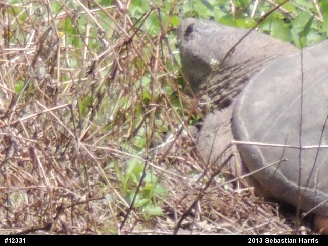 Snapping Turtle