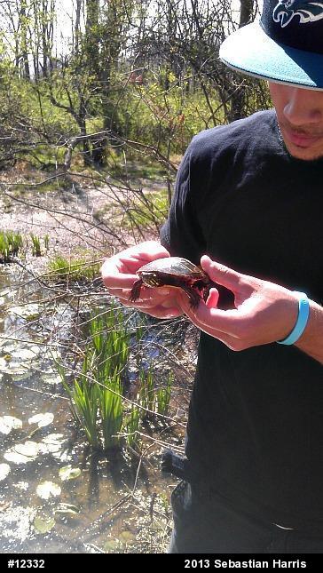 Eastern Painted Turtle