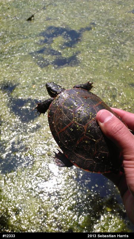 Eastern Painted Turtle