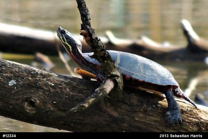 Eastern Painted Turtle