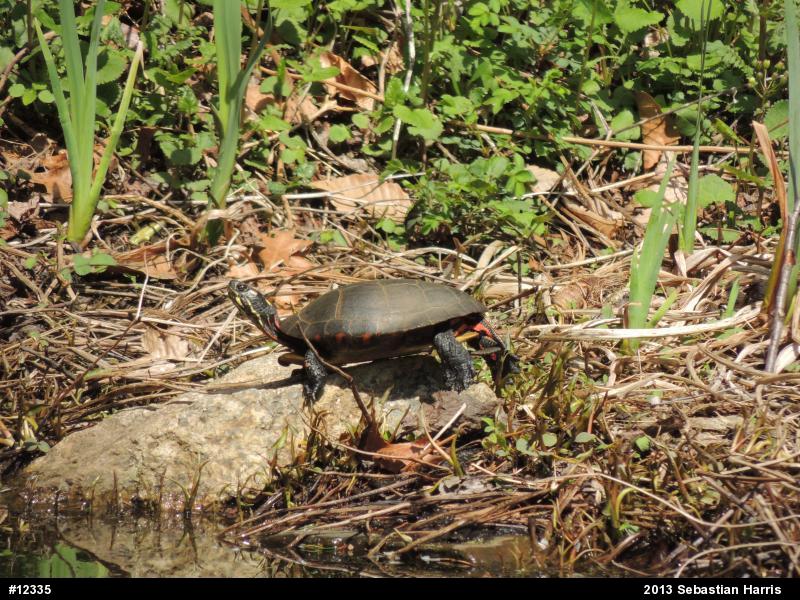 Eastern Painted Turtle