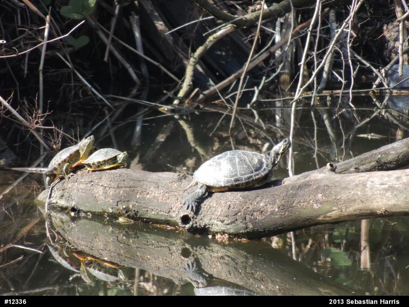 Eastern Painted Turtle