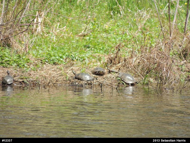 Eastern Painted Turtle