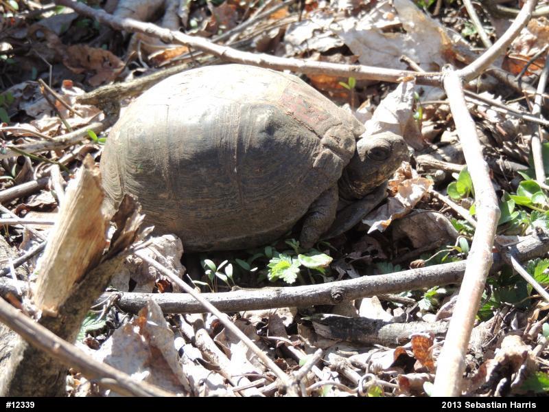 Eastern Box Turtle