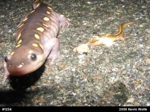 Spotted Salamander