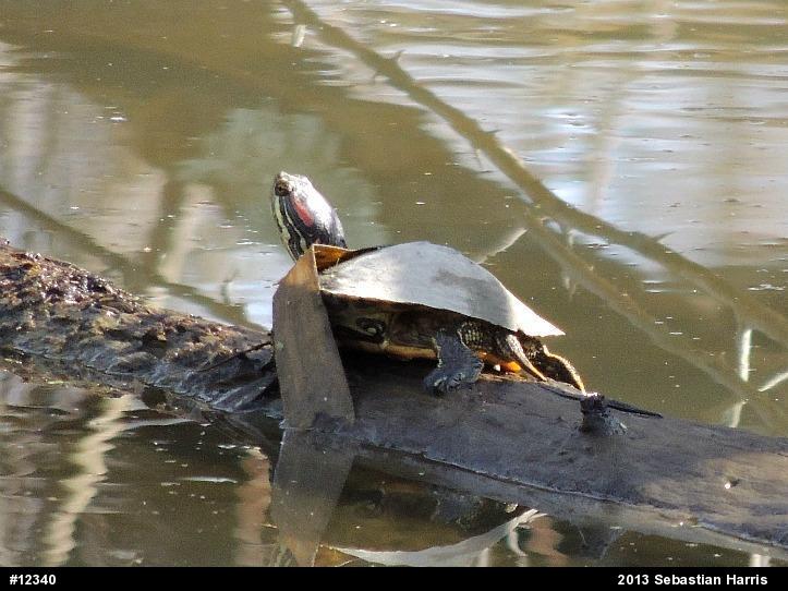 Red-eared Slider