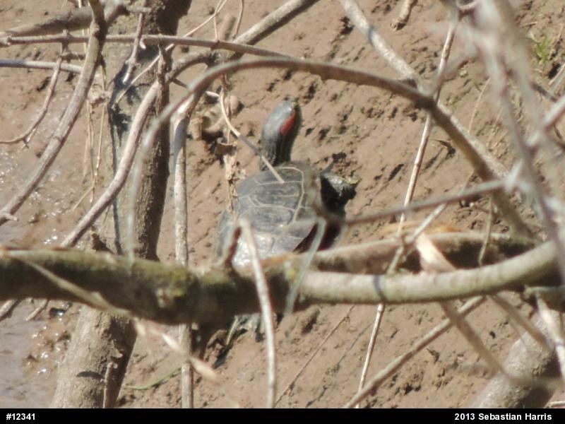 Red-eared Slider