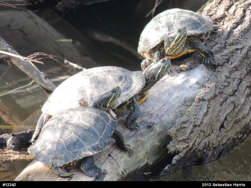 Red-eared Slider
