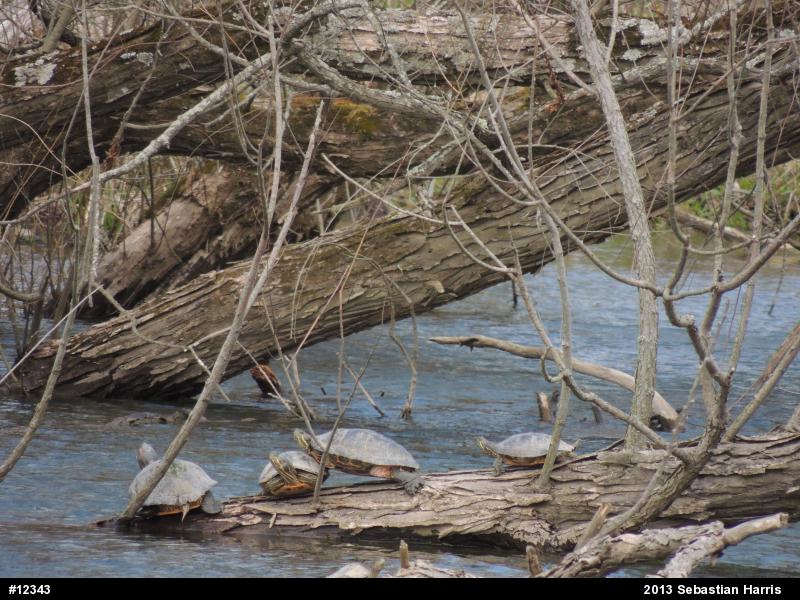 Red-eared Slider