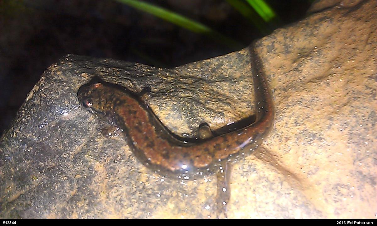 Northern Dusky Salamander