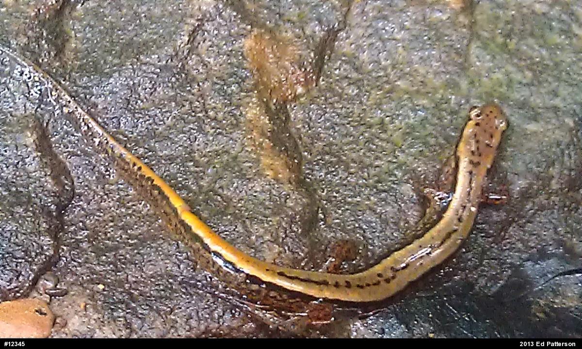 Northern Two-lined Salamander