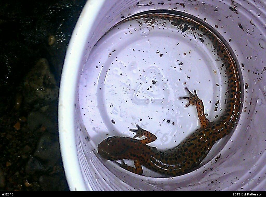 Eastern Long-tailed Salamander