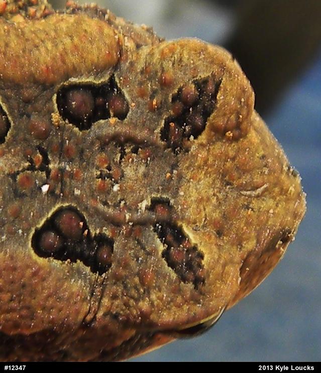 Eastern American Toad