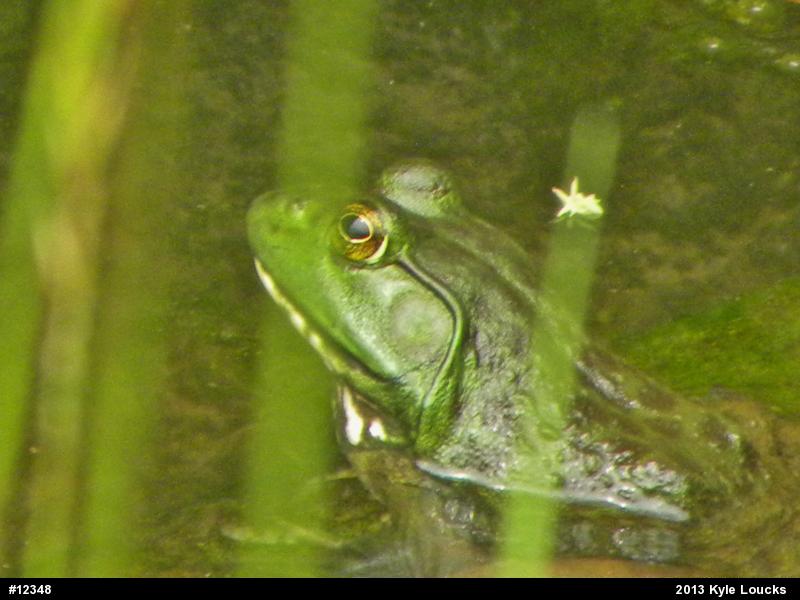 American Bullfrog