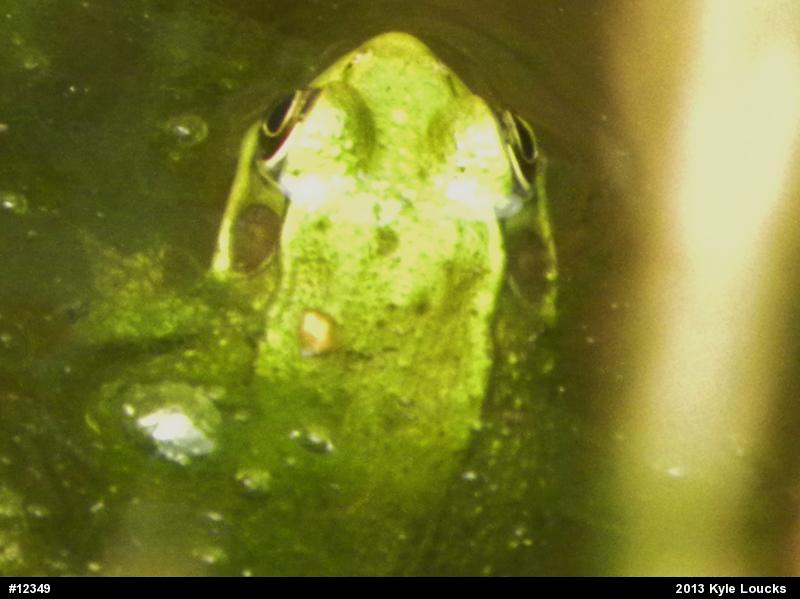 Green Frog