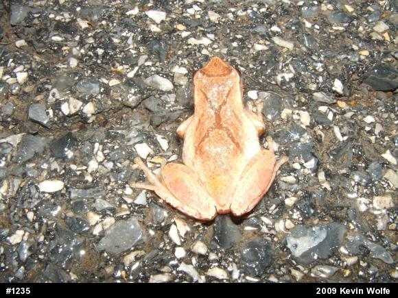 Spring Peeper